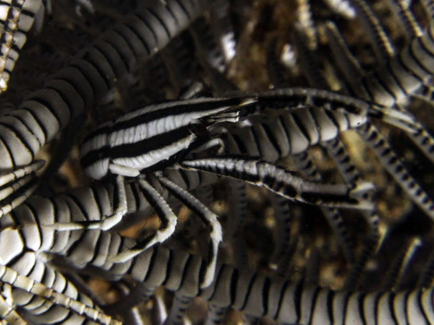 Allogalathea elegans